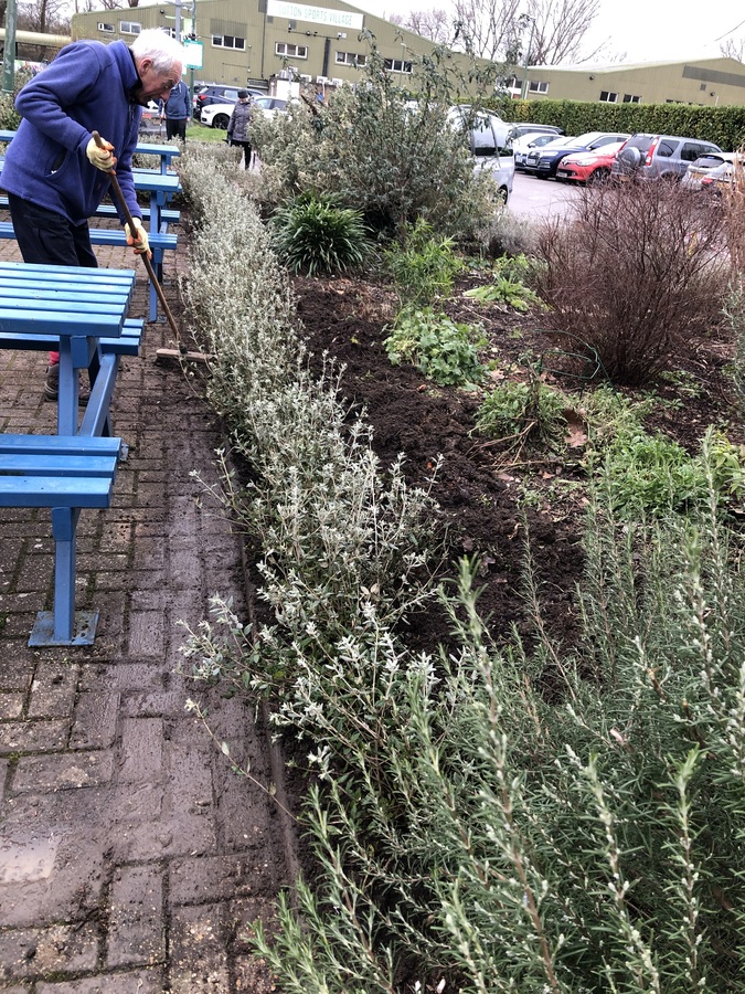 Teucrium shrubs planted Jan 25